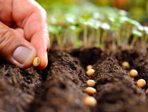 Rasadurile cresc ideal daca ai grija de ele